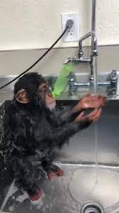 Squirt Monke